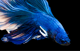 Betta Tetra